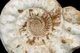 Massive, Jurassic Ammonite (Kranosphinctites?) Fossil - Madagascar #175781-3